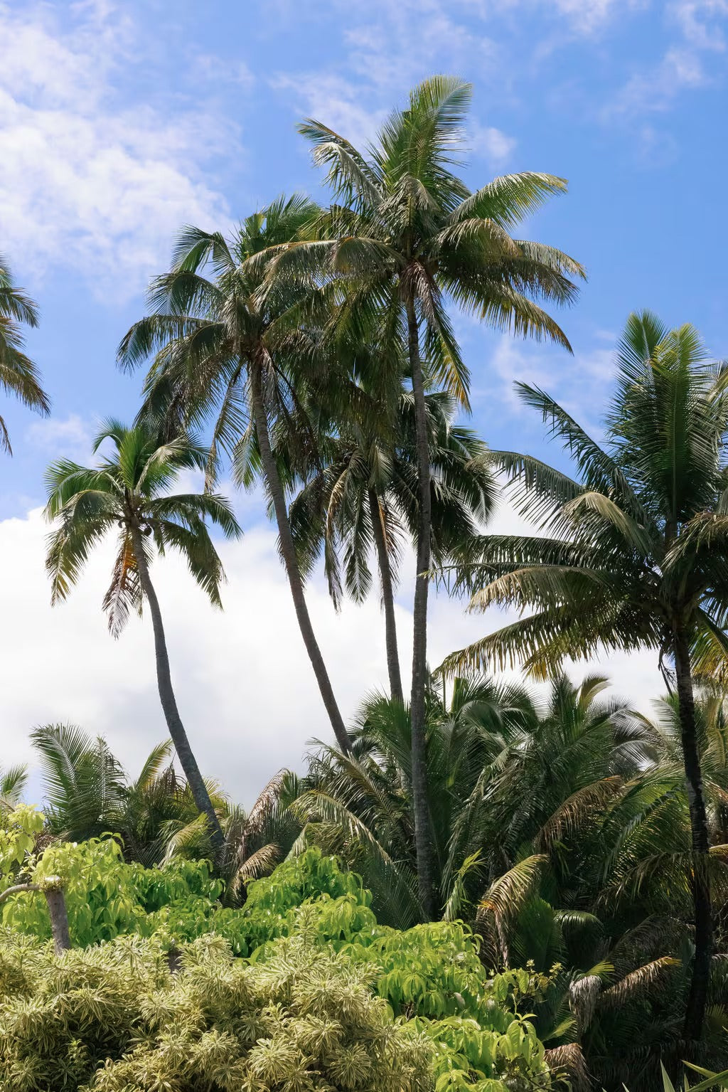 Haleaha Road - Steps to the Beach in Hau'ula