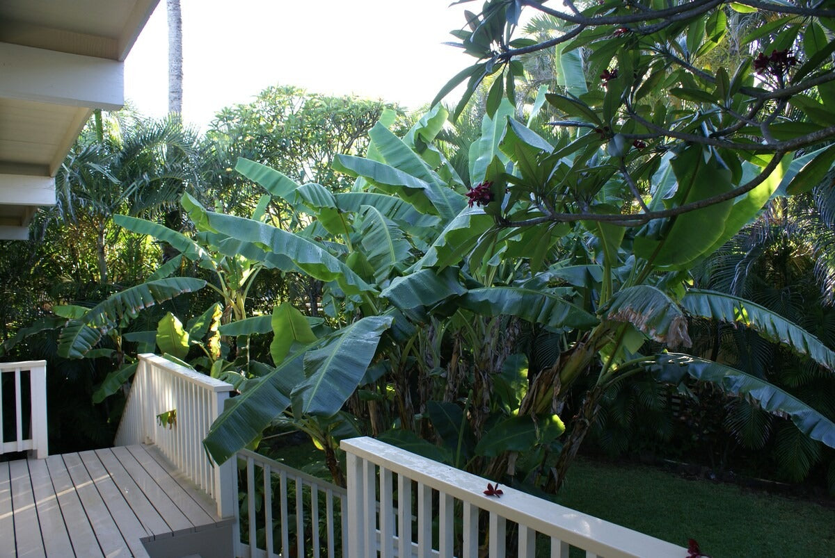 Waimea Bay North Shore Ocean Front - with AC