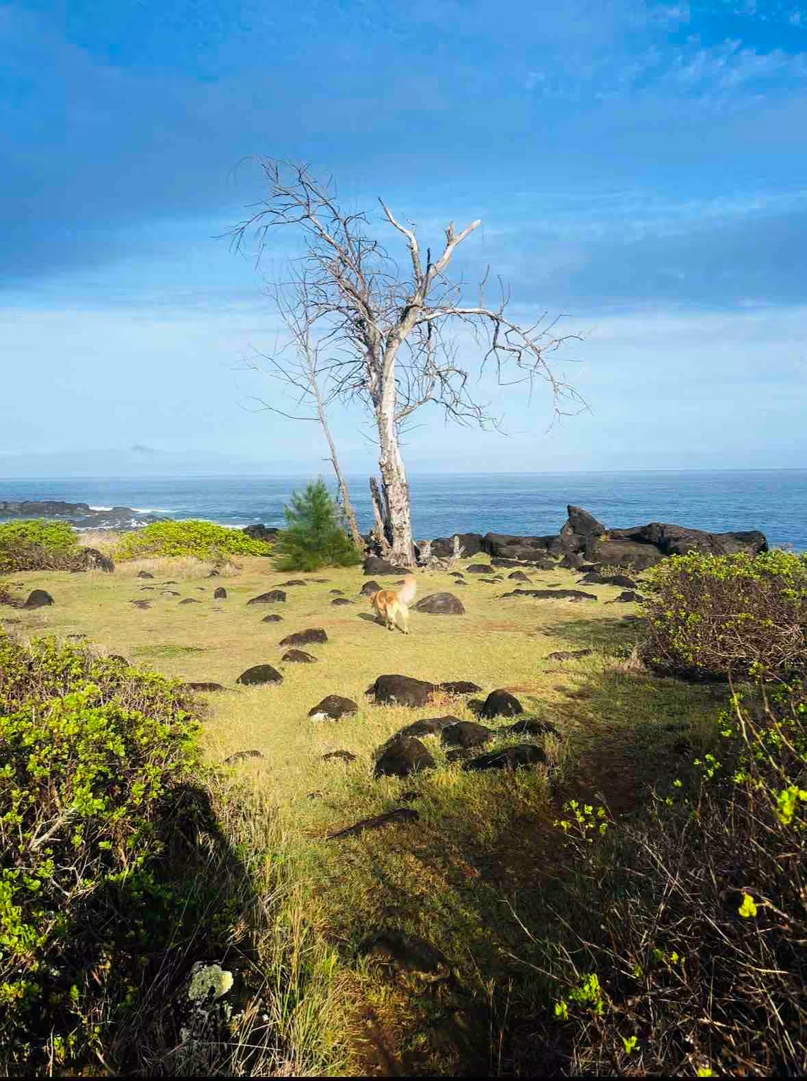 North shore Studio with sauna! - Walk to beach!