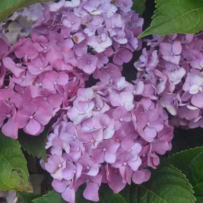 The Crown Flower